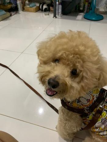 Tìm Chó lạc tại TP Hồ Chí Minh -  Chó Poodle Đực, màu Vàng