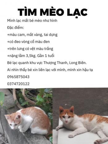 Tìm Mèo lạc tại Hà Nội