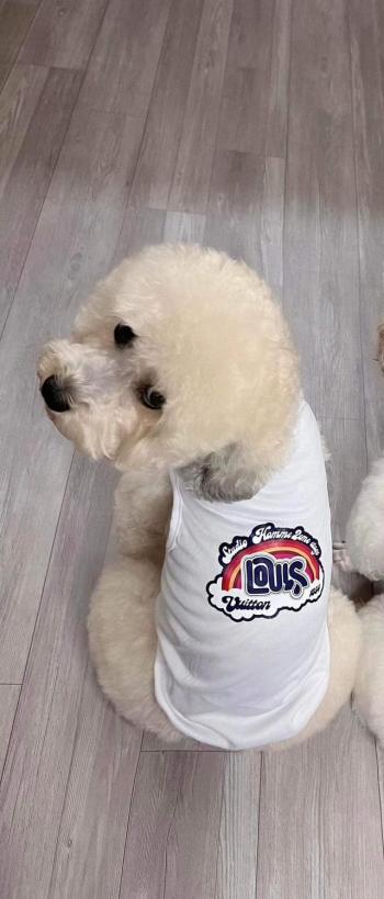 Tìm Chó lạc tại Hà Nội -  Chó Poodle Cái, màu Kem (Vàng mơ)