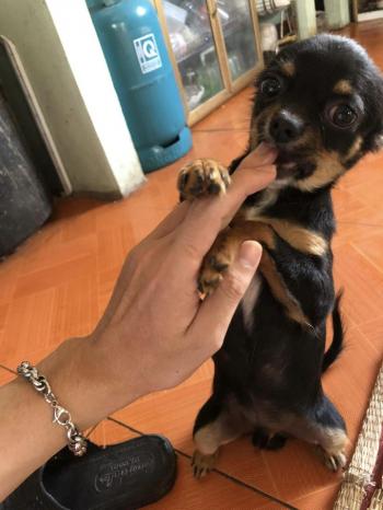 Tìm Chó lạc tại Hà Nội -  Chó Chihuahua Đực, màu Đen