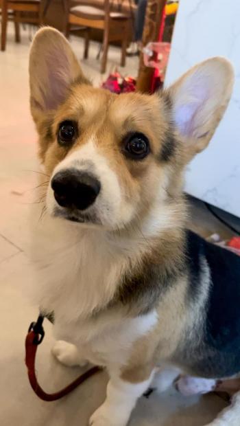 Tìm Chó lạc tại TP Hồ Chí Minh -  Chó Corgi Đực, màu Đen