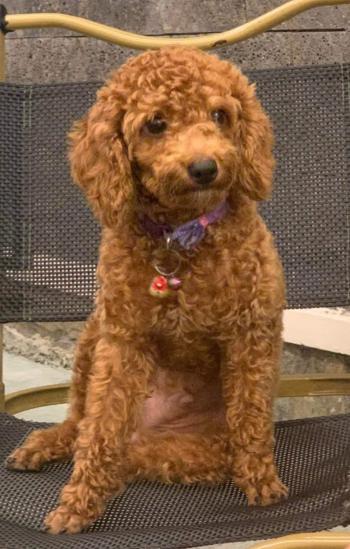 Tìm Chó lạc tại TP Hồ Chí Minh -  Chó Poodle Đực, màu Nâu đỏ