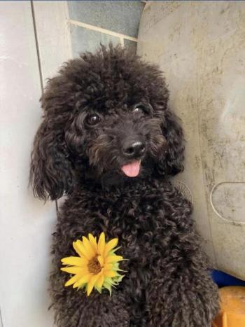 Tìm Chó lạc tại Hà Nội -  Chó Poodle Đực, màu Đen