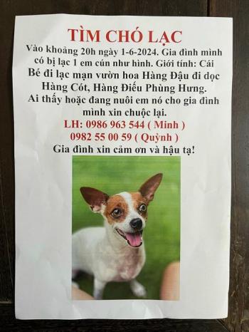 Tìm Chó lạc tại Hà Nội