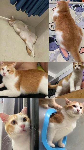 Tìm Mèo lạc tại TP Hồ Chí Minh -  Mèo Anh Đực, màu Trắng - Vàng
