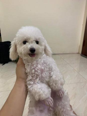 Tìm Chó lạc tại Hà Nội -  Chó Poodle Đực, màu Trắng