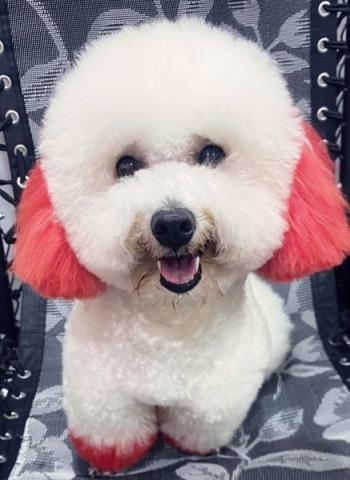 Tìm Chó lạc tại TP Hồ Chí Minh -  Chó Poodle Đực, màu Trắng