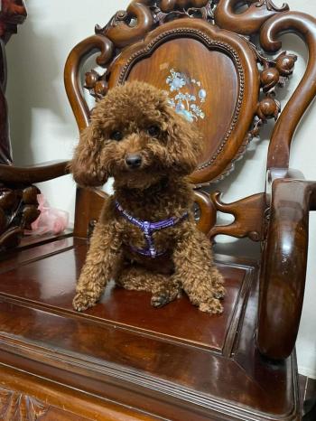 Tìm Chó lạc tại Hà Nội -  Chó Poodle Đực, màu Nâu đỏ