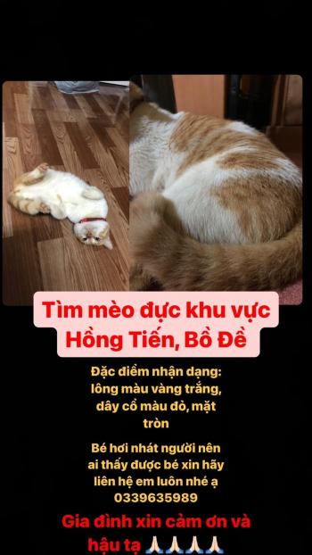 Tìm Mèo lạc tại Hà Nội