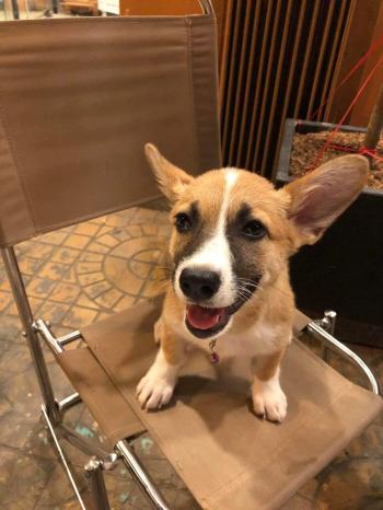 Tìm Chó lạc tại Sóc Trăng -  Chó Corgi Đực, màu Vàng