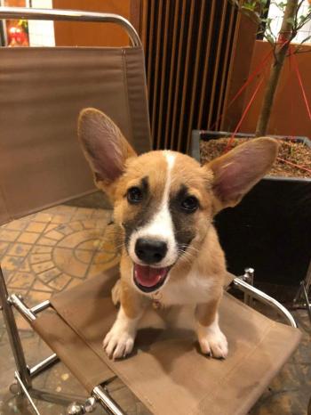 Tìm Chó lạc tại Sóc Trăng -  Chó Corgi Đực, màu Vàng