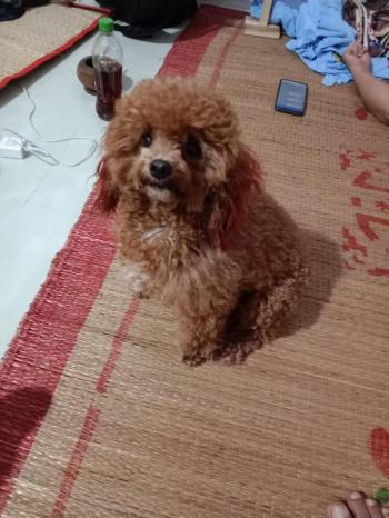 Tìm Chó lạc tại Bình Dương -  Chó Poodle Cái, màu Nâu đỏ