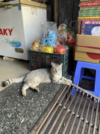 Tìm Mèo lạc tại TP Hồ Chí Minh -  Mèo Anh Đực, màu Vằn vện