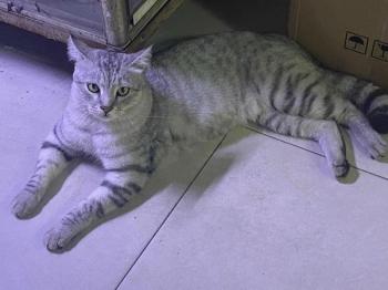 Tìm Mèo lạc tại TP Hồ Chí Minh -  Mèo Anh Đực, màu Vằn vện