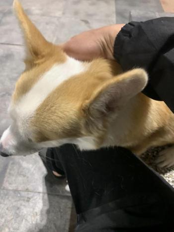 Tìm Chó lạc tại Hà Nội -  Chó Corgi Đực, màu Trắng - Vàng