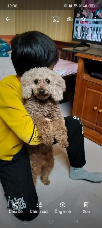 Tìm Chó lạc tại Hà Nội -  Chó Poodle Đực, màu Nâu đất