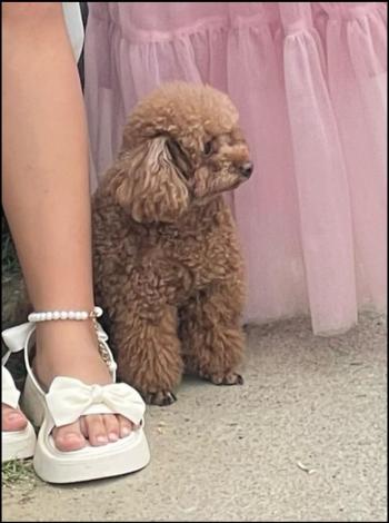 Tìm Chó lạc tại Khánh Hòa -  Chó Poodle Đực, màu Nâu đất