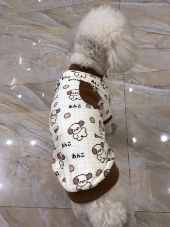 Tìm Chó lạc tại Bắc Ninh -  Chó Poodle Đực, màu Trắng