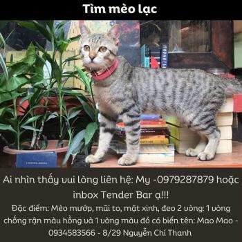 Tìm Mèo lạc tại Hà Nội