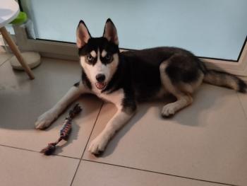 Tìm Chó lạc tại Hà Nội -  Chó Husky Đực, màu Đen - Trắng (Bò sữa)