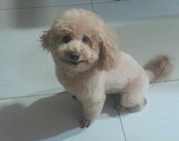 Tìm Chó lạc tại Hà Nội -  Chó Poodle Đực, màu Nâu đất