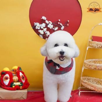 Tìm Chó lạc tại TP Hồ Chí Minh -  Chó Poodle Cái, màu Trắng