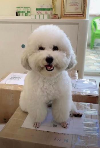 Tìm Chó lạc tại TP Hồ Chí Minh -  Chó Poodle Cái, màu Trắng