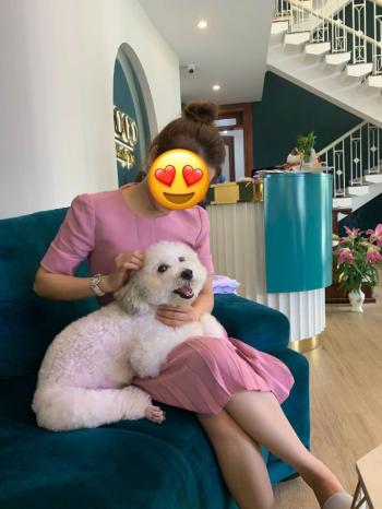 Tìm Chó lạc tại TP Hồ Chí Minh -  Chó Poodle Cái, màu Trắng