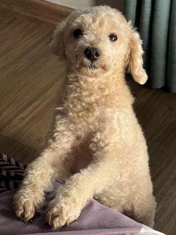 Tìm Chó lạc tại Hà Nội -  Chó Poodle Đực, màu Kem (Vàng mơ)