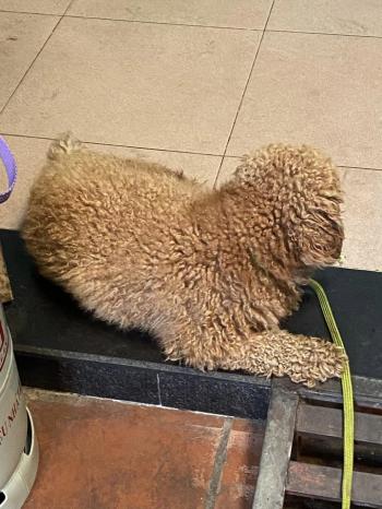 Phát hiện Chó lạc tại TP Hồ Chí Minh -  Chó Poodle Đực, màu Nâu đất