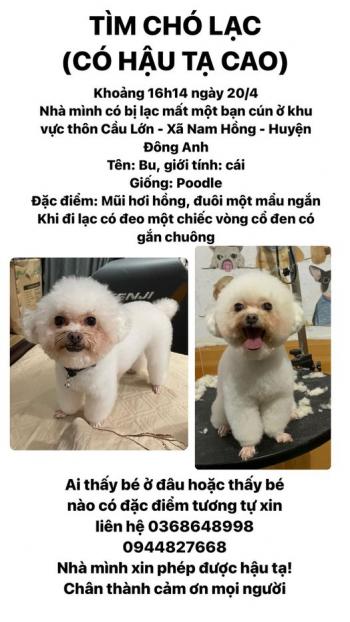 Tìm Chó lạc tại Hà Nội