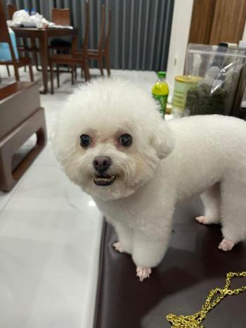 Tìm Chó lạc tại Hà Nội -  Chó Poodle Cái, màu Trắng