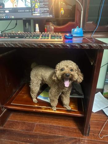 Tìm Chó lạc tại Hà Nội -  Chó Poodle Đực, màu Nâu đất