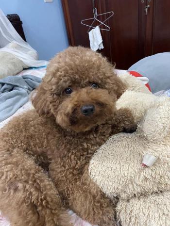 Tìm Chó lạc tại Hà Nội -  Chó Poodle Đực, màu Nâu đất