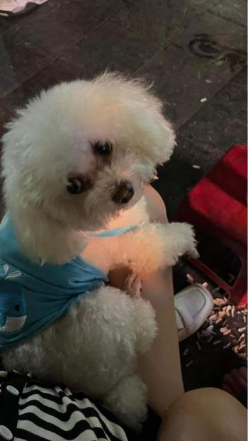 Tìm Chó lạc tại Hà Nội -  Chó Poodle Đực, màu Trắng