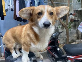 Tìm Chó lạc tại Hà Nam -  Chó Corgi Đực, màu Vàng