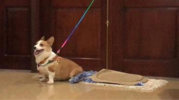 Tìm Chó lạc tại Đak Nông -  Chó Corgi Đực, màu Nâu đỏ