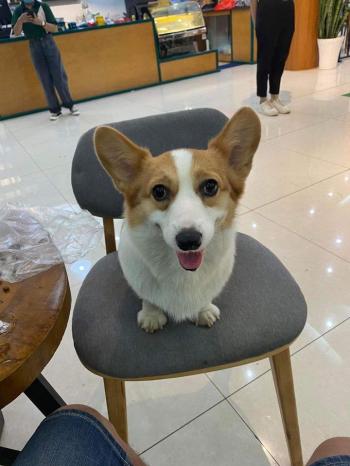 Tìm Chó lạc tại Đak Nông -  Chó Corgi Đực, màu Nâu đỏ