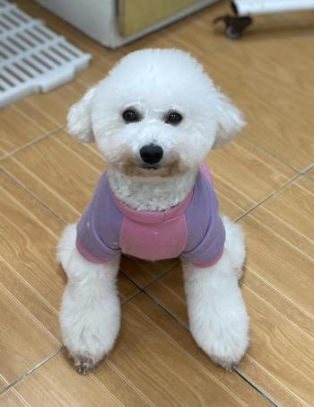 Tìm Chó lạc tại Hà Nội -  Chó Poodle Đực, màu Trắng