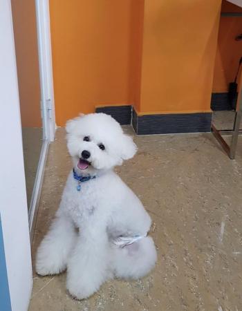 Tìm Chó lạc tại Hà Nội -  Chó Poodle Đực, màu Trắng