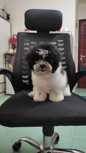 Tìm Chó lạc tại Hà Nội -  Chó Poodle Đực, màu Đen - Trắng (Bò sữa)