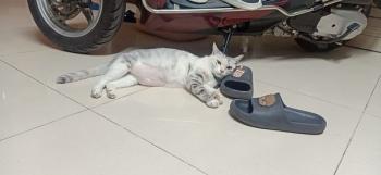 Tìm Mèo lạc tại Hà Nội -  Mèo Anh Đực, màu Xám