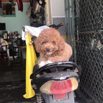 Tìm Chó lạc tại Gia Lai -  Chó Poodle Đực, màu Nâu đất