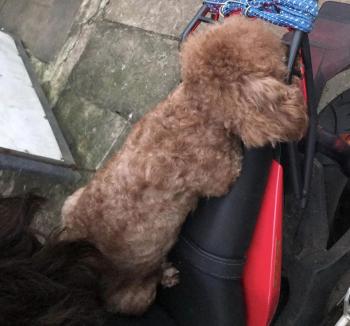 Tìm Chó lạc tại Gia Lai -  Chó Poodle Đực, màu Nâu đất