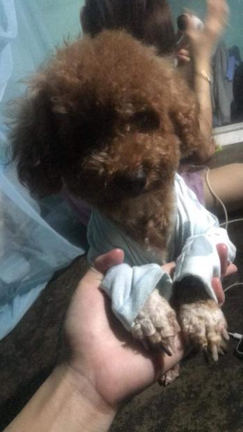 Tìm Chó lạc tại Gia Lai -  Chó Poodle Đực, màu Nâu đất