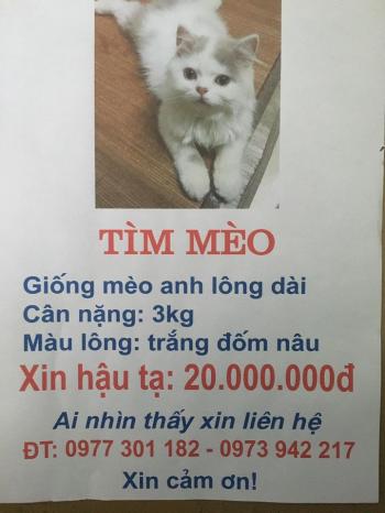 Tìm Mèo lạc tại Hòa Bình -  Mèo Anh Đực, màu Trắng