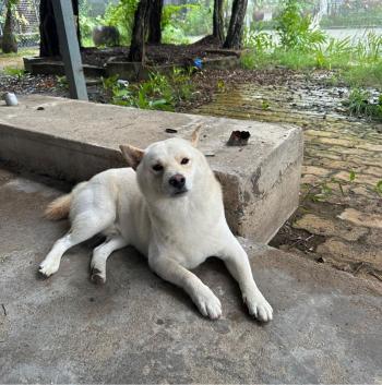 Tìm Chó lạc tại Cần Thơ -  Chó Shiba Inu Đực, màu Trắng