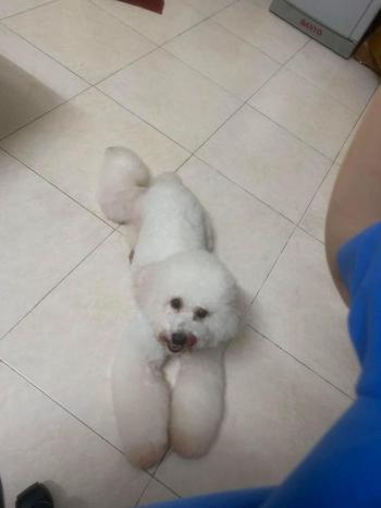 Tìm Chó lạc tại Hà Nội -  Chó Poodle Đực, màu Trắng