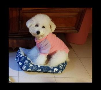 Tìm Chó lạc tại Hà Nội -  Chó Poodle Đực, màu Trắng