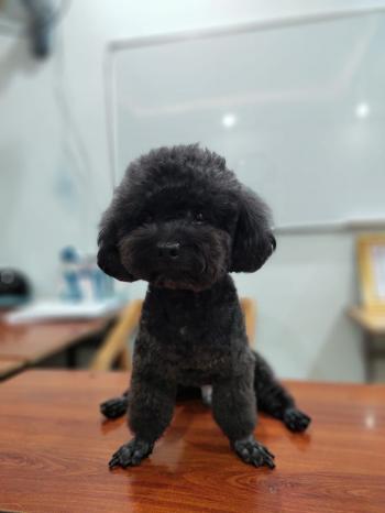 Tìm Chó lạc tại Hà Nội -  Chó Poodle Đực, màu Đen